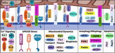 Cal‘MAM’ity at the Endoplasmic Reticulum-Mitochondrial Interface: A Potential Therapeutic Target for Neurodegeneration and Human Immunodeficiency Virus-Associated Neurocognitive Disorders